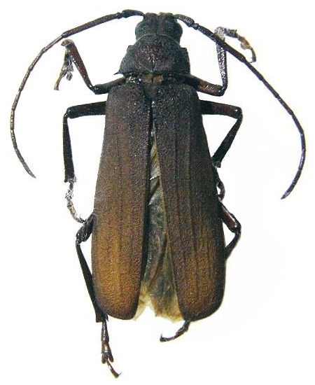 Anomotoma octocostata