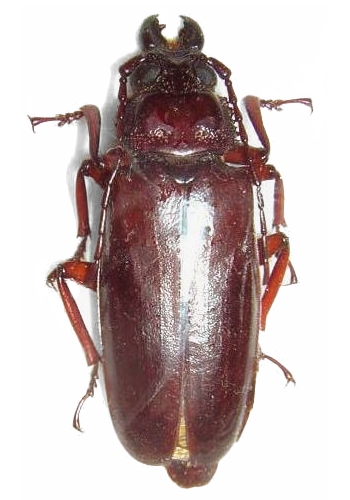 Archetypus frenchi 