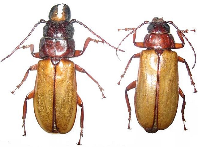 Archetypus parandroides