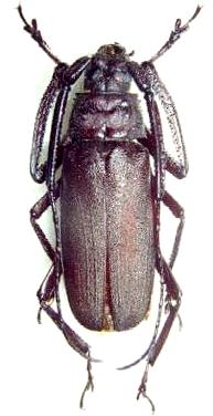 Anomophysis malasiaca