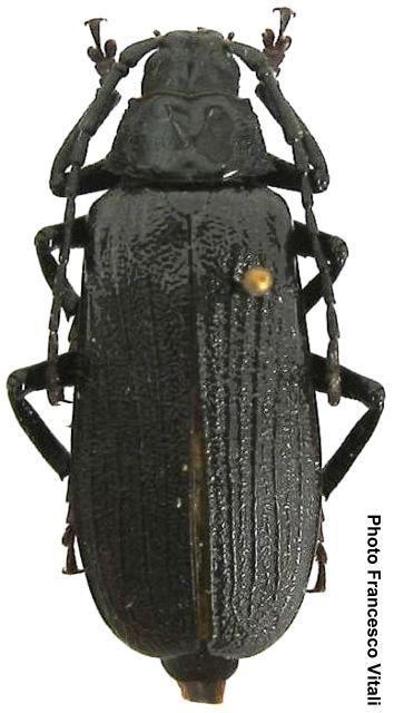 Aulacopus reticulatus Aulacopus reticulatus