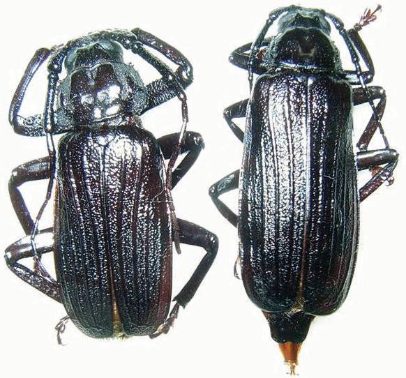 Aulacopus reticulatus