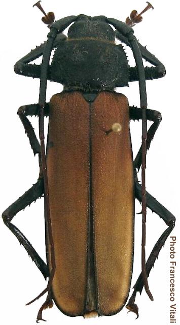 Aulacotoma tenuelimbata