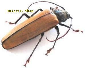 Aulacotoma tenuelimbata