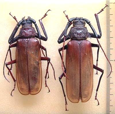 Macrotoma (Bandar) pascoei formosae