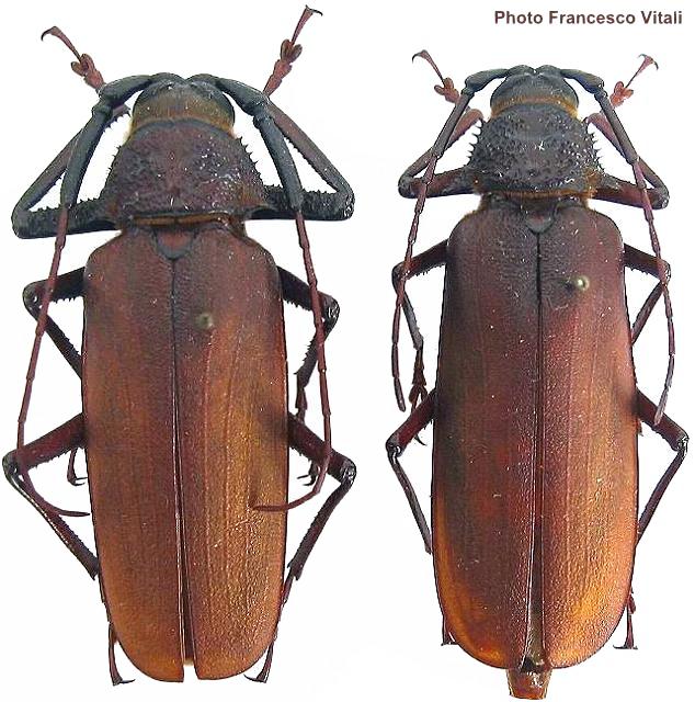 Macrotoma (Bandar) pascoei gressitti