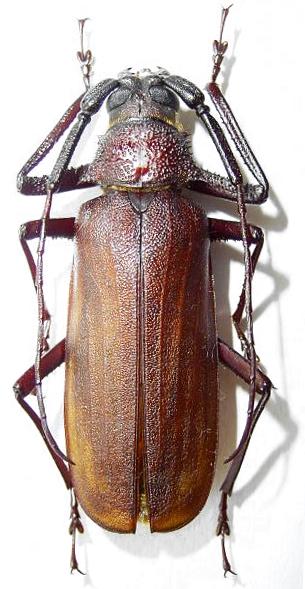 Macrotoma (Bandar) pascoei formosae