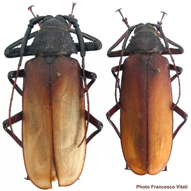 Macrotoma (Bandar) pascoei pascoei