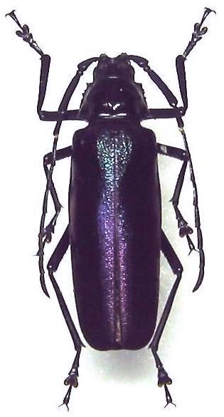 Chalybophysis aeneipennis