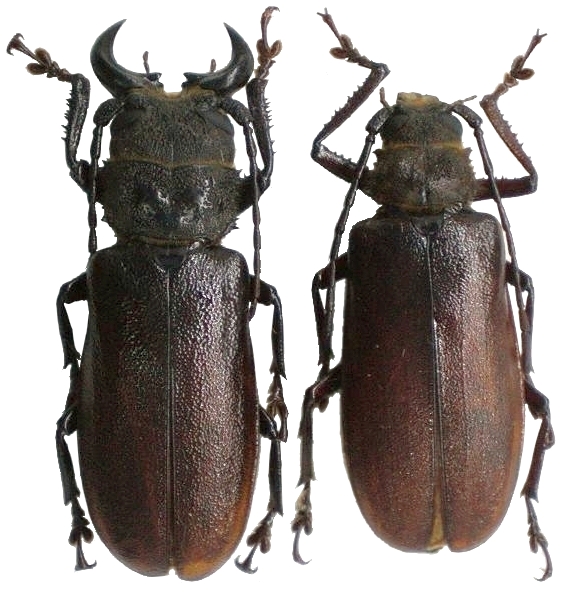 Gnathonyx piceipennis
