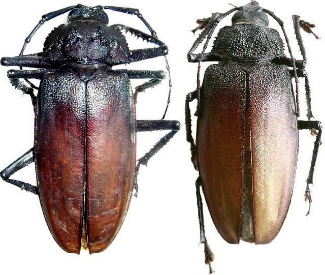 Ialyssus tuberculatus