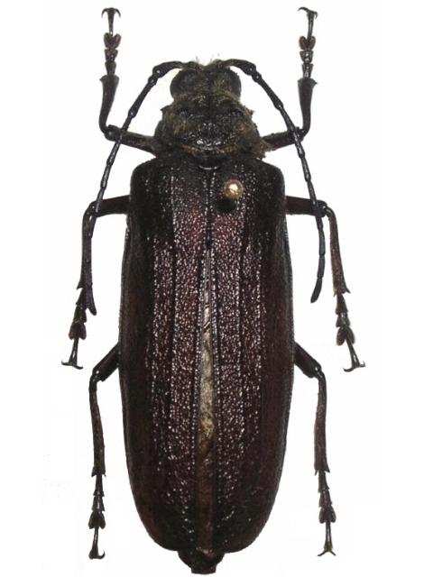 Lachneophysis rougeoti 