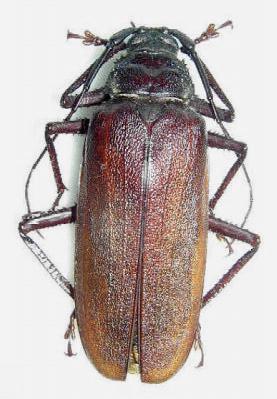 Macrotoma (Macrotoma) natala