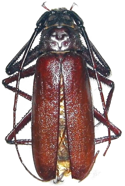 Macrotoma (Macrotoma) serripes