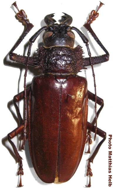 Mallodonopsis mexicanus 