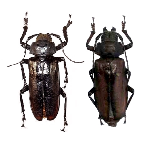 Rhaphipodus suturalis