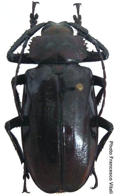 Rhaphipodus sarasinorum