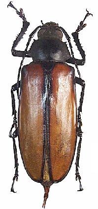 Rhaphipodus suturalis