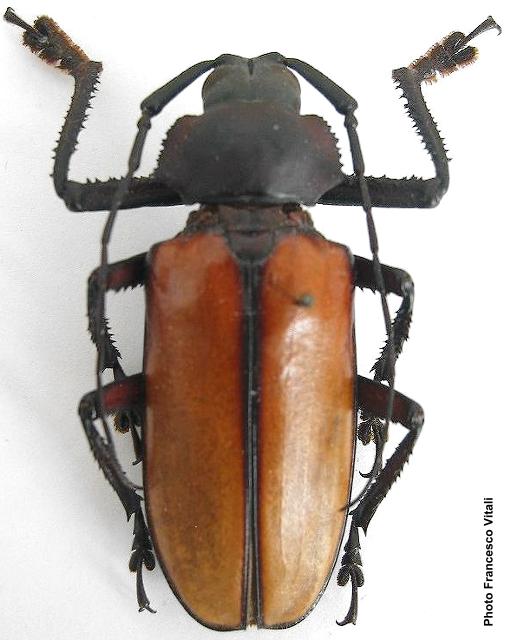 Rhaphipodus bonni