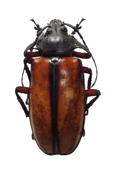 Rhaphipodus bonni
