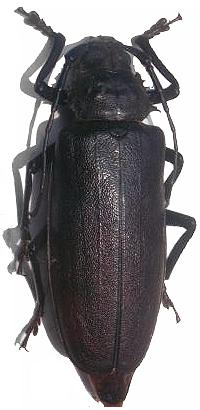 Rhaesus serricollis