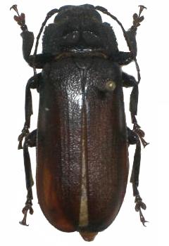 Chiasmetes limae