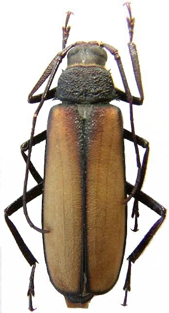 Tersec ergatoides