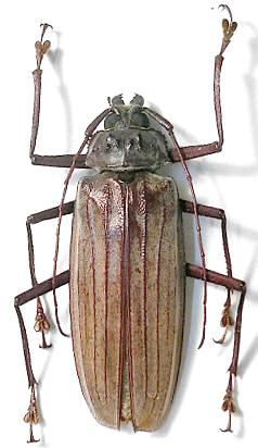 Xixuthrus (Xixuthrus) costatus