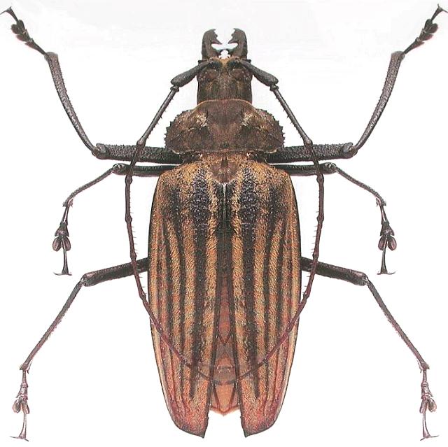 Xixuthrus (Xixuthrus) heros