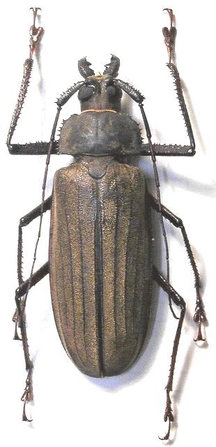 Xixuthrus (Xixuthrus) microcerus lunicollis