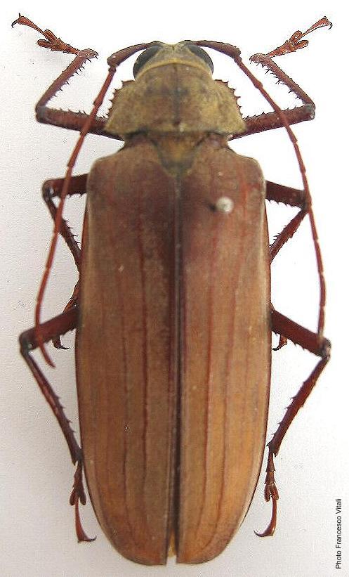 Xixuthrus (Xixuthrus) microcerus microcerus