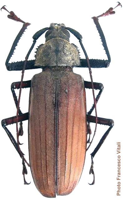 Xixuthrus (Xixuthrus) microcerus microcerus