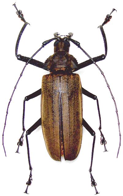 Xixuthrus (Xixuthrus) terribilis