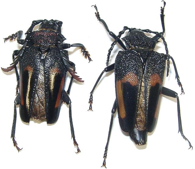 Calocomus desmarestii