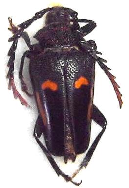 Calocomus desmarestii