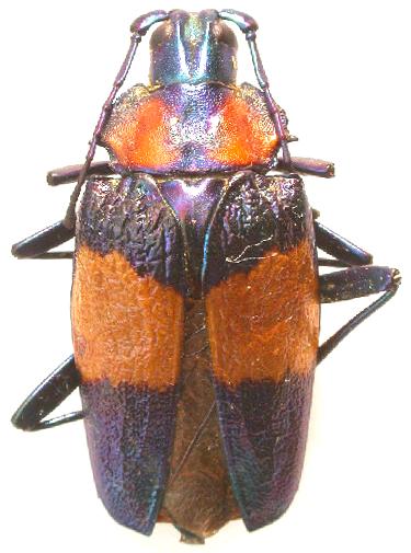 Charmallaspis pulcherrima