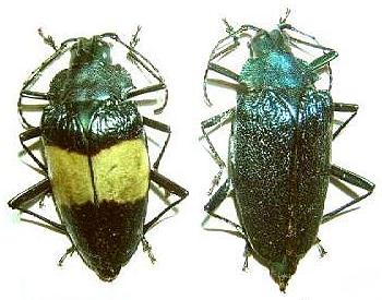 Charmallaspis pulcherrima