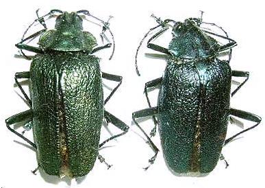 Charmallaspis pulcherrima