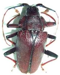 Charmallaspis pulcherrima