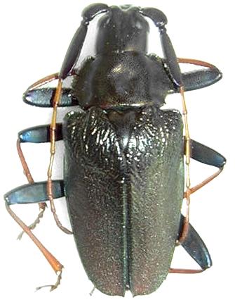 Charmallaspis pulcherrima