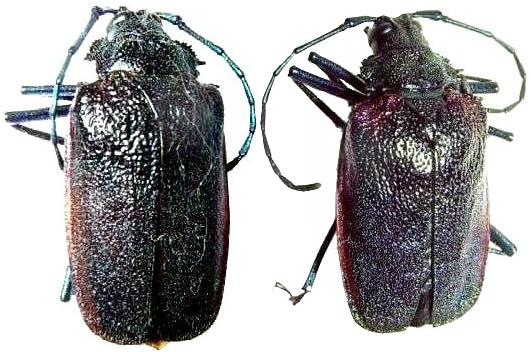 Hileolaspis aurata