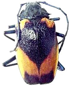 Hileolaspis aurata