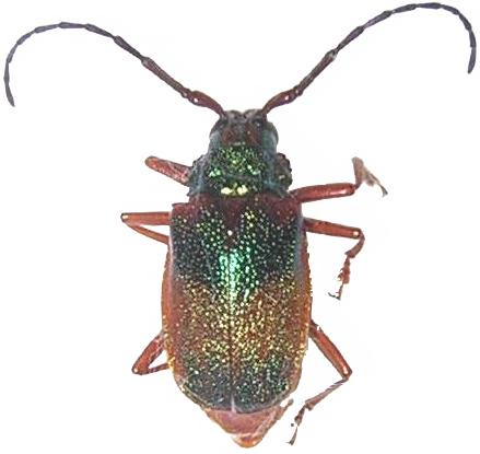 Hileolaspis aurata