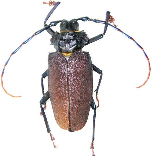 Mallaspis scutellaris