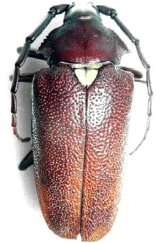 Praemallaspis leucaspis