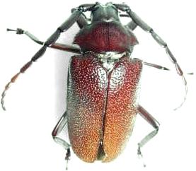 Praemallaspis leucaspis