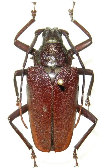 Praemallaspis rhombodera 