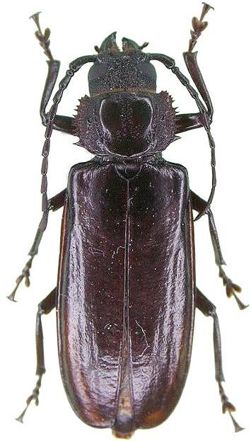 Aplagiognathus spinosus
