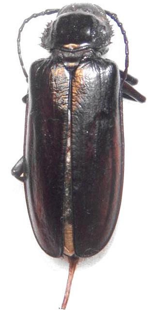 Archodontes melanopus