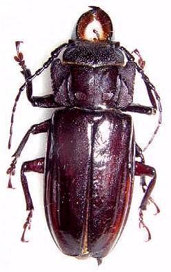 Mallodon chevrolatii